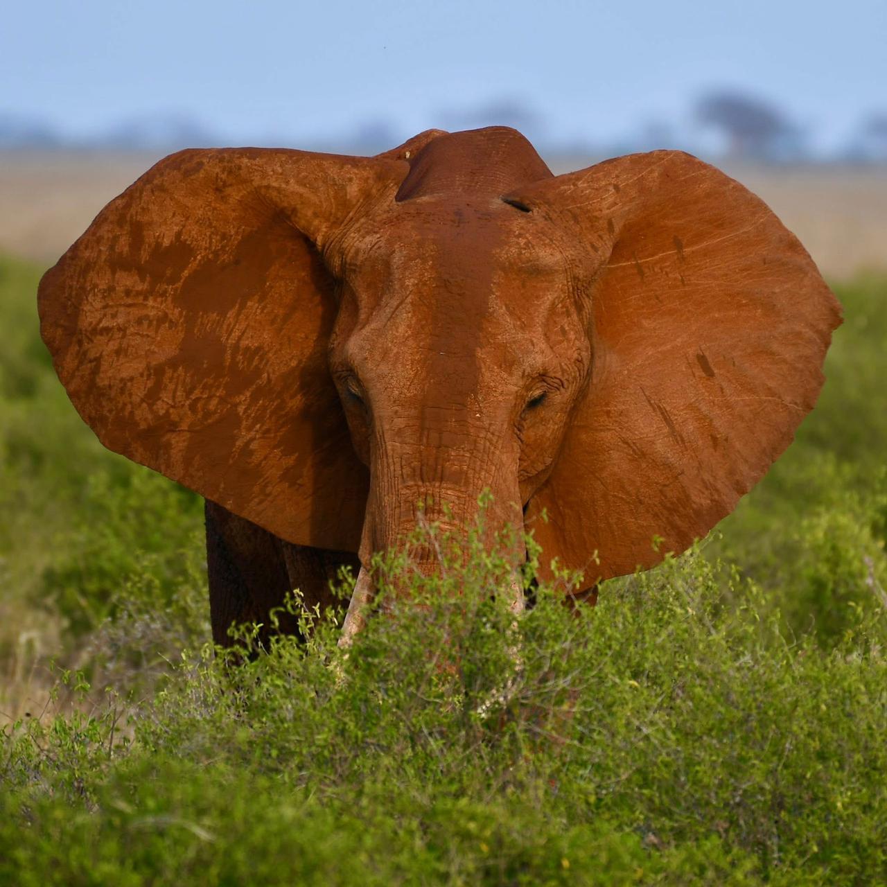 Tsavo